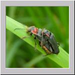 Cantharis fusca - Gemeiner Weichkaefer 02.jpg